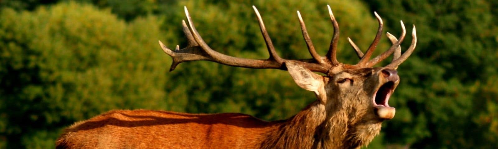 Wild Game Banquet & Seminar - Hillside Assembly of God